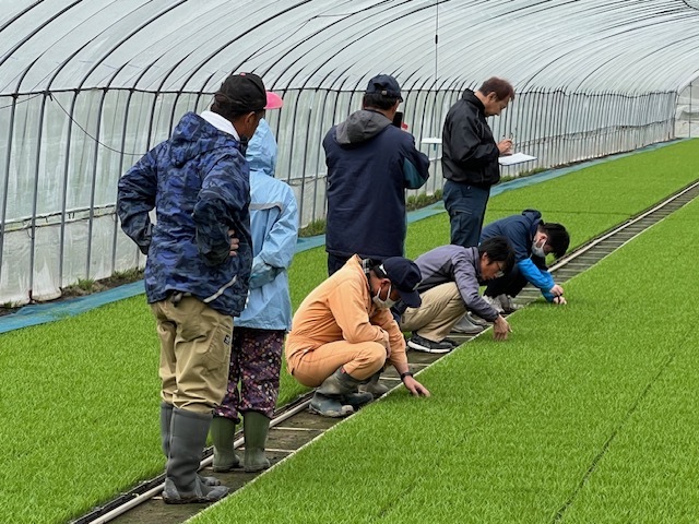 参加者で生育調査を行う (JPEG 178KB)
