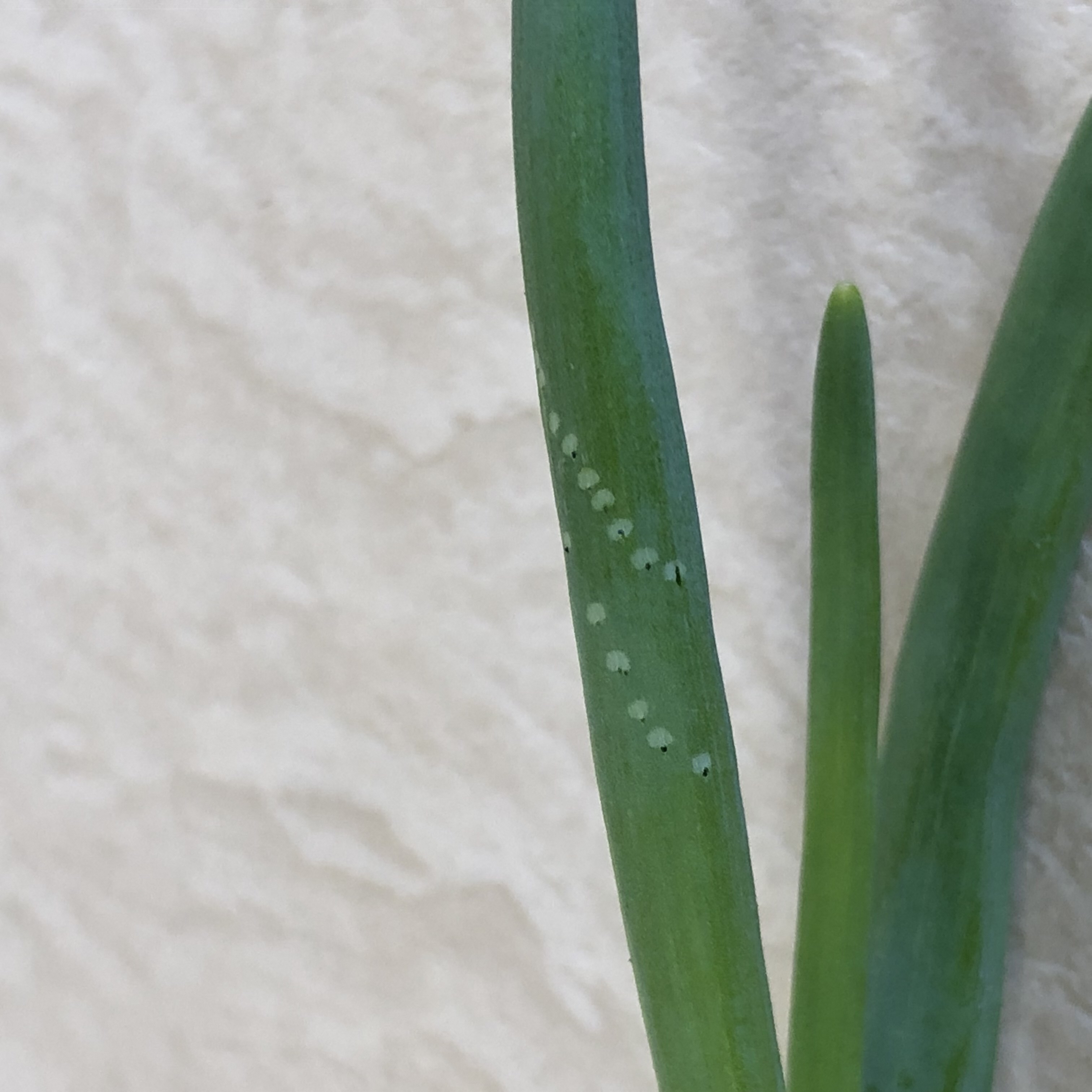写真　たまねぎ_ネギハモグリバエ成虫食痕