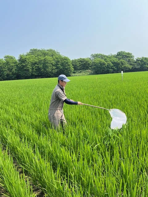 初めてのすくい取り調査