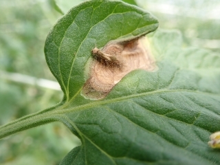 写真　ミニトマト_古い花弁から発生した灰色かび病
