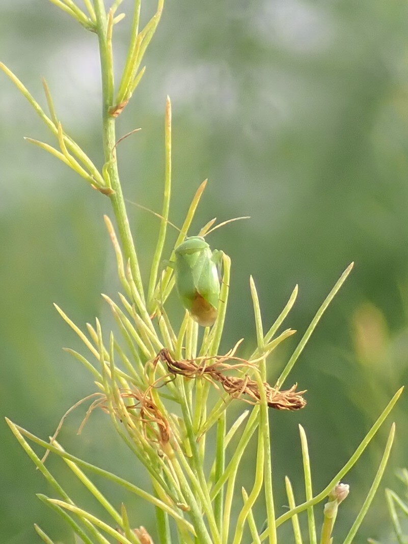 野菜・花きの営農情報 ≪8月中～9月上旬の技術対策≫ - 空知総合