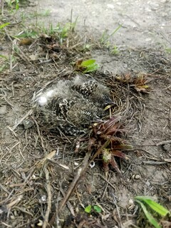 普及指導員に囲まれても動じず、親鳥が来るのをじっと待っていました。