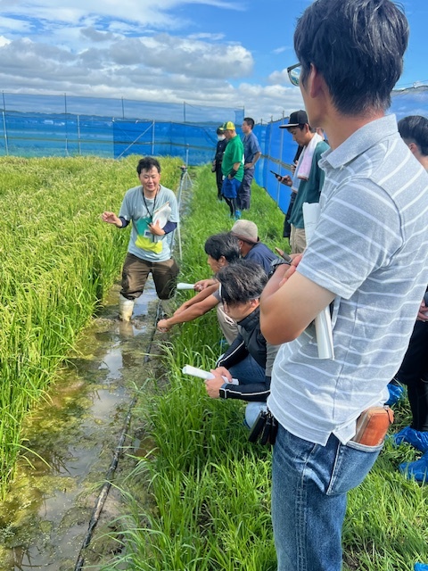 いもち病発生ほ場見学
