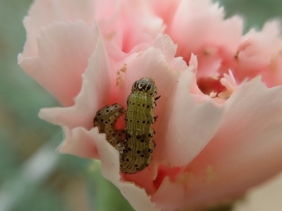 写真カーネーション＿オオタバコガによる食害