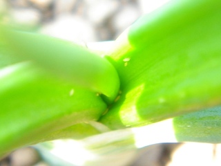 写真5　ながねぎ_ネギアザミウマ