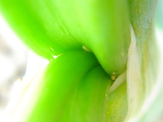 写真6　ながねぎ_ネギアザミウマ