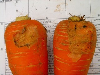 写真2　にんじん_カブラヤガ