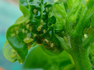 写真5　ししとう_モモアカアブラムシ