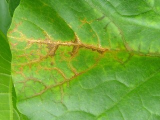写真6　メロン_えそ斑点病