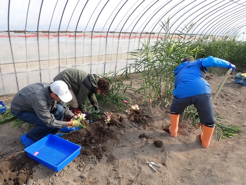 しょうが収量調査の様子