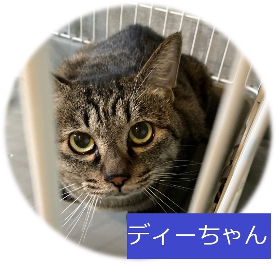 でぃーちゃん(しーちゃん3).jpeg