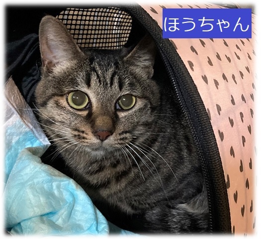 ほうちゃん2.jpeg