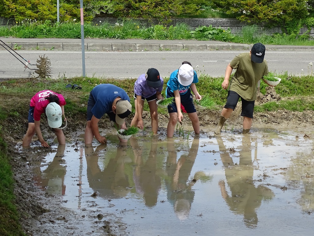 田植え写真