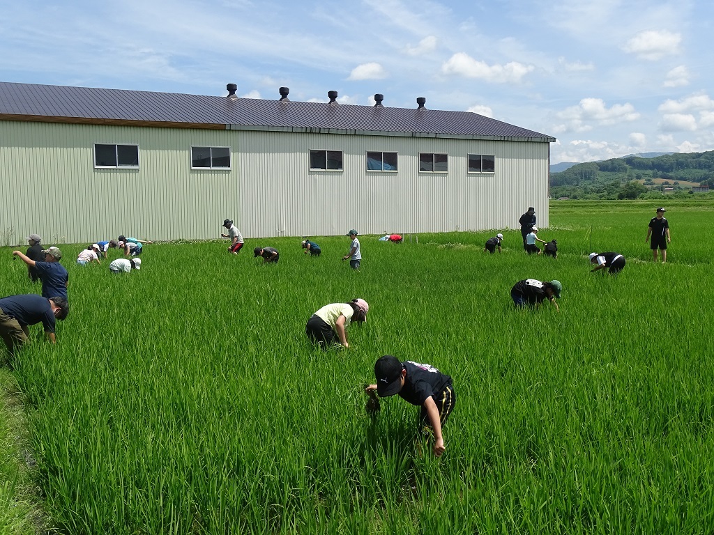 草取り全景