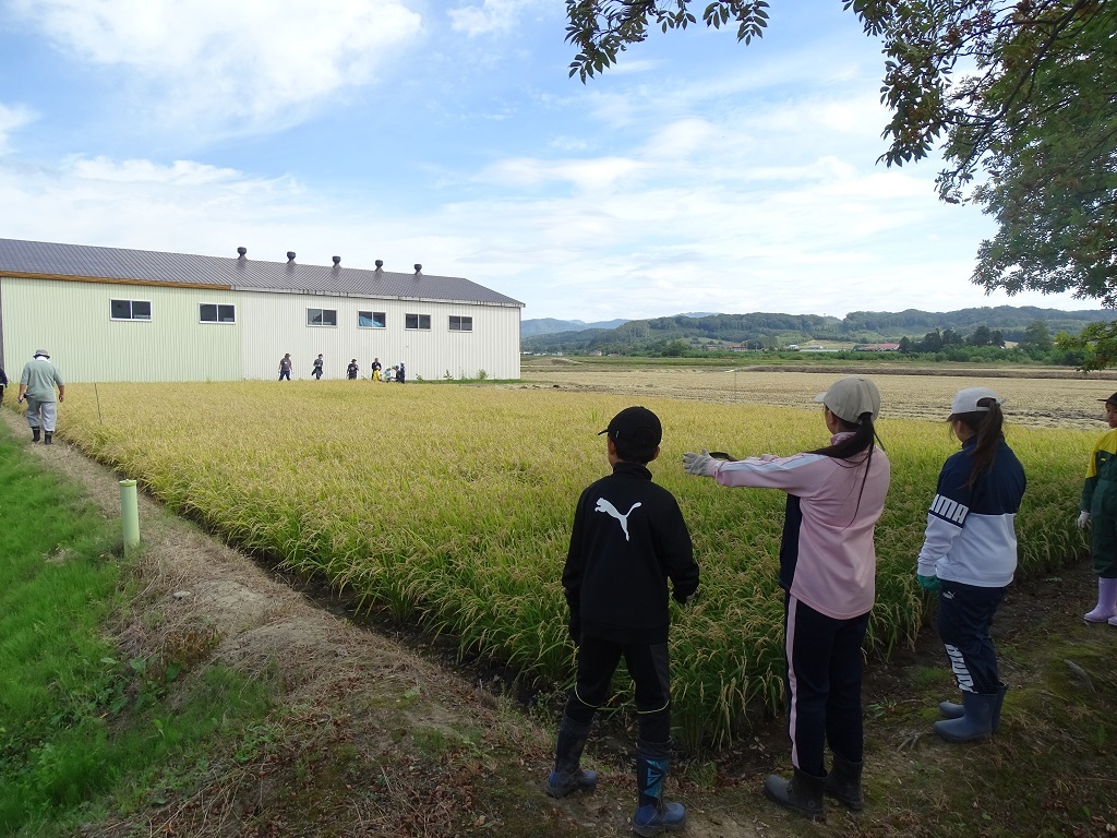 稲刈り前確認