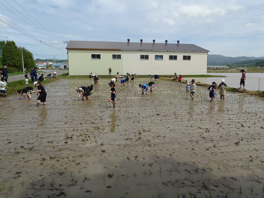 田植え写真全体