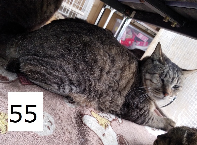 6C-19-55サムネイル.jpg