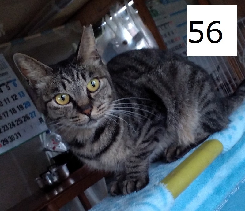6C-19-56サムネイル.jpg