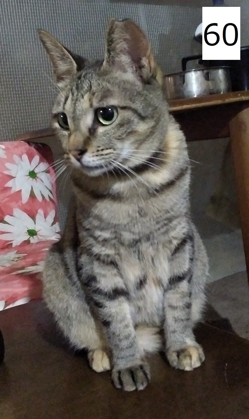 6C-19-60サムネイル.jpg