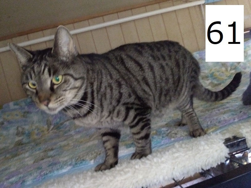 6C-19-61サムネイル.jpg