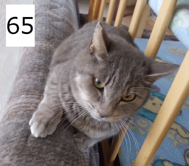 6C-19-65サムネイル.jpg