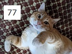 6C-23-77サムネイル.jpg