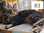 6C-23-83サムネイル.jpg