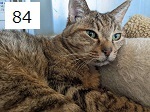 6C-23-84サムネイル.jpg