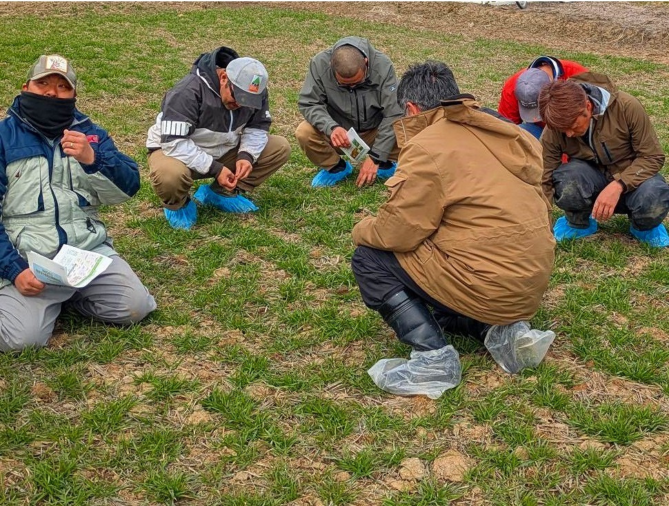 number of stem on winter wheat