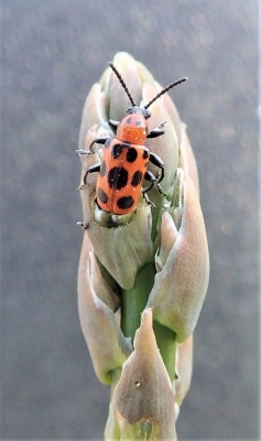 写真　ジュウシホシクビナガハムシ成虫
