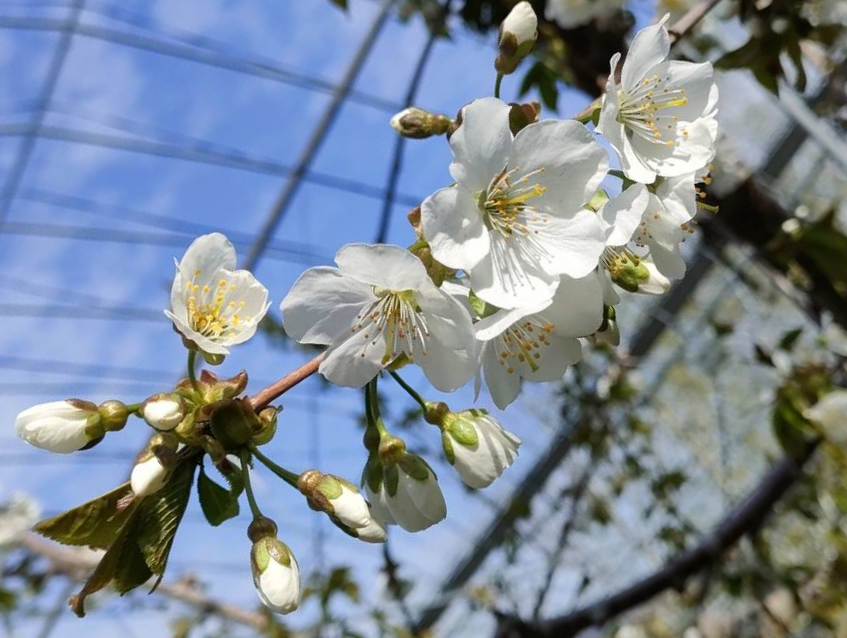 さくらんぼの花