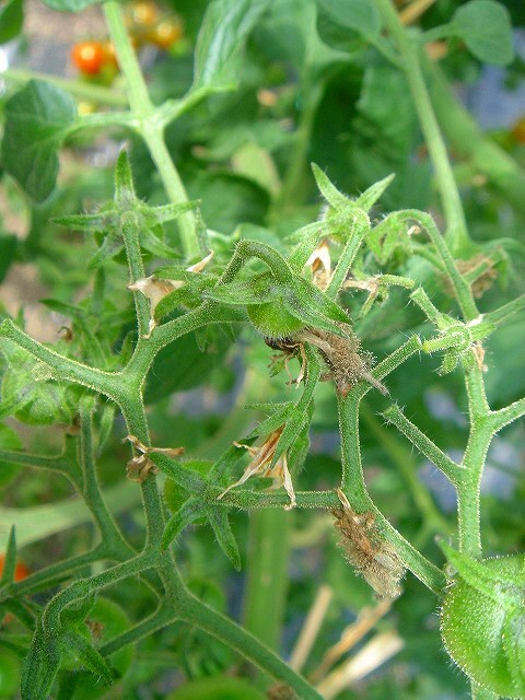 トマト・ミニトマト - 空知総合振興局産業振興部空知農業改良普及センター