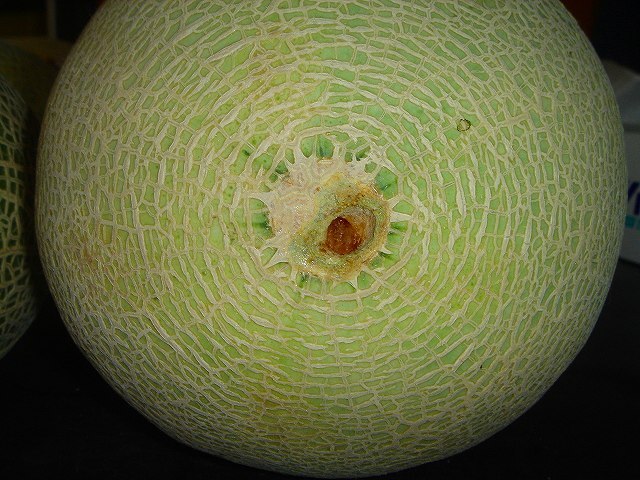 写真21　メロン_コオロギ