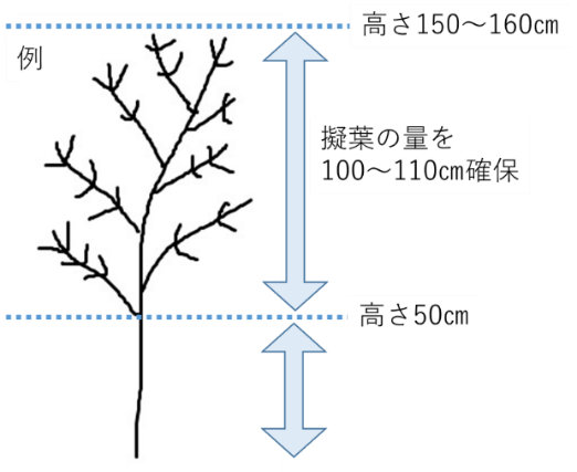 図　アスパラガス　摘心の方法（例）