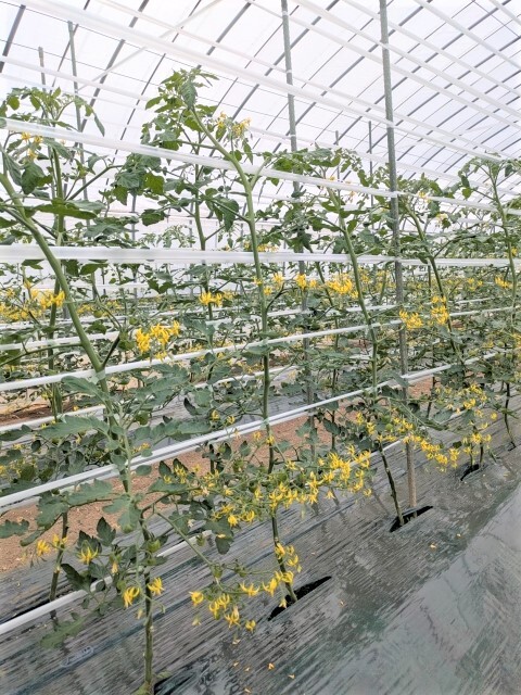 写真　ミニトマト5/16定植（第3果房開花始）R7年６月12日撮影