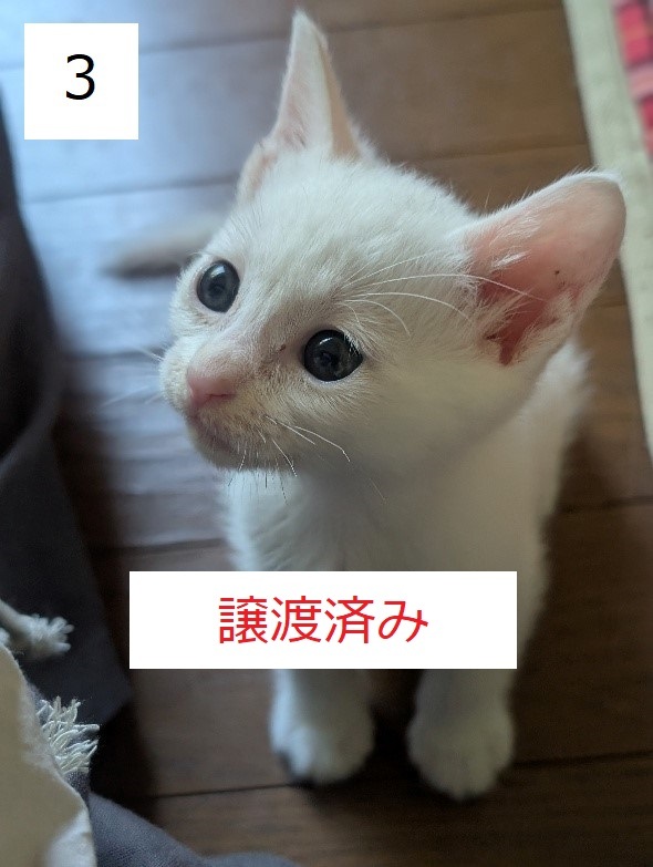 7C-2-3サムネイル.jpg