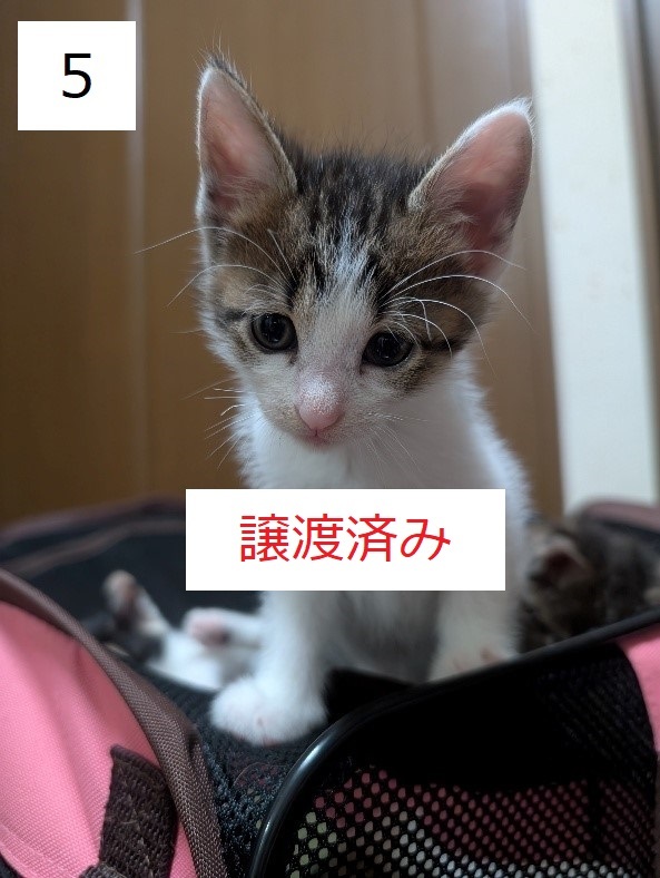 7C-2-5サムネイル.jpg
