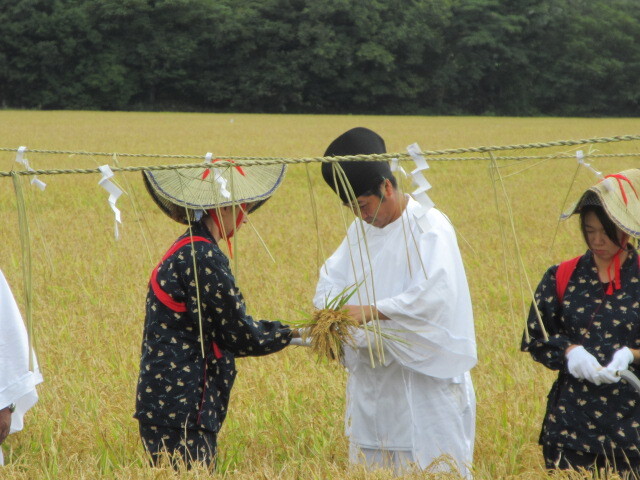 写真2刈女により収穫した稲穂を耕作者が束ねる