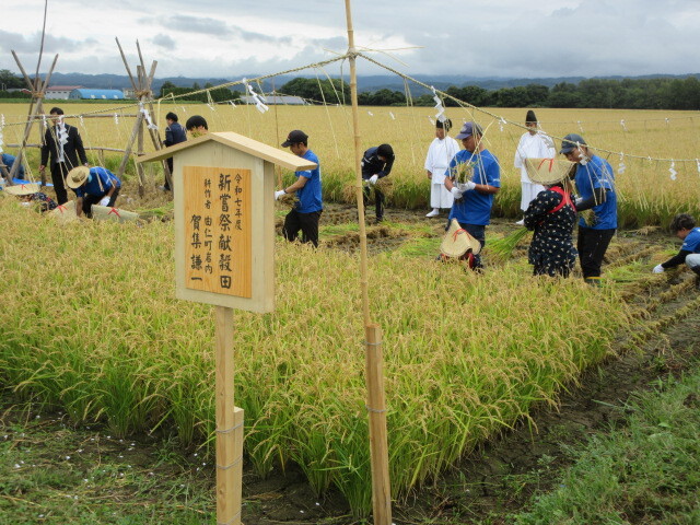 写真4 6人の刈女によって収穫された稲穂は稲架がけされました。