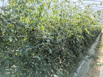 5月16日定植のミニトマトを9月11日に撮影した様子