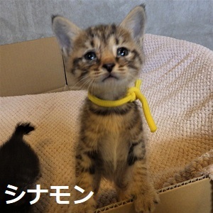 2シナモン(黄色)2.jpg