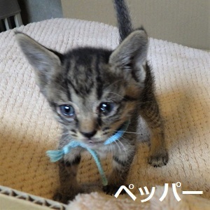 3ペッパー(水色)2.jpg