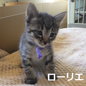 4ローリエ(紫)2.jpg
