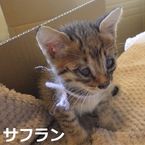 6サフラン(白)2.jpg