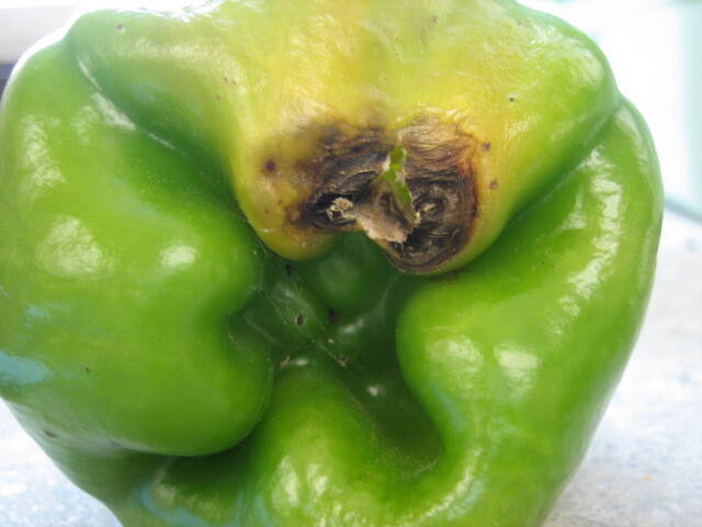 ピーマン・とうがらし類 - 空知総合振興局産業振興部空知農業改良普及