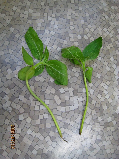 写真1　ひまわり_菌核病