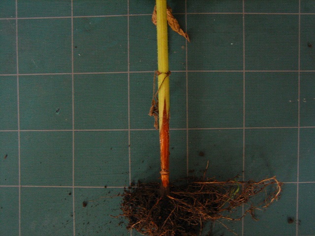 写真7　ひまわり_菌核病