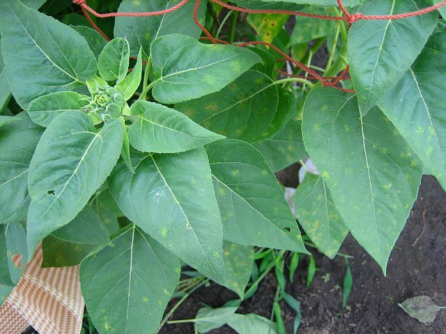 ひまわり - 空知総合振興局産業振興部空知農業改良普及センター