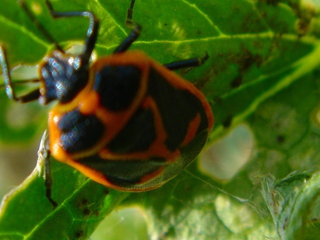 だいこん - 空知総合振興局産業振興部空知農業改良普及センター