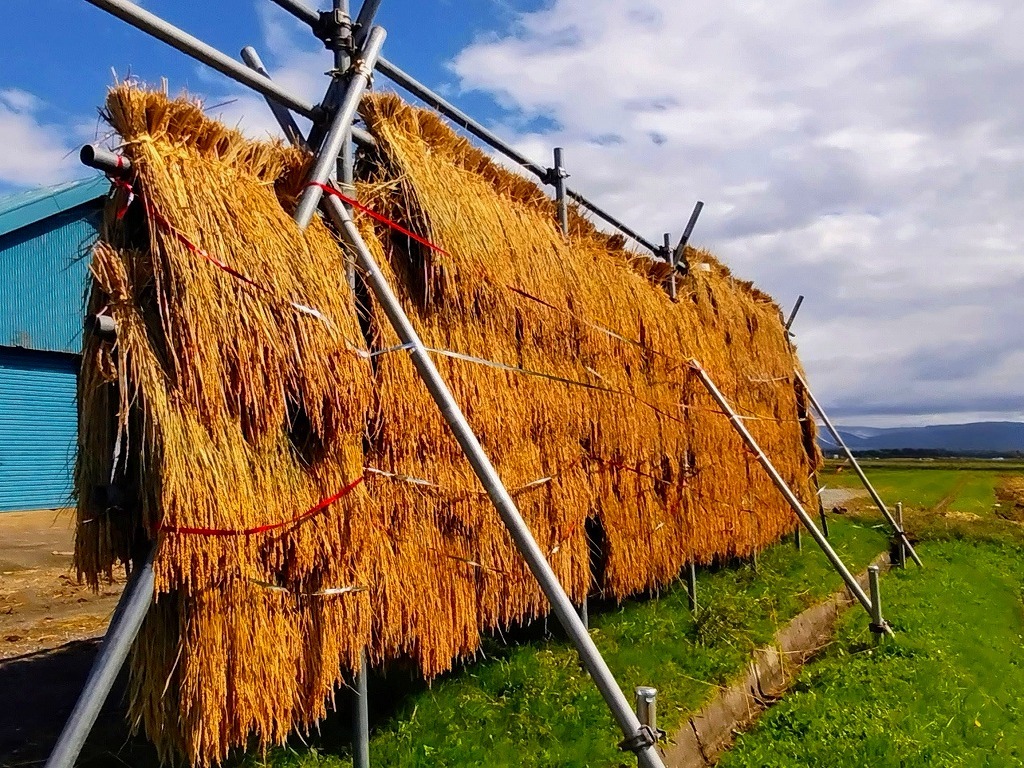 hanging harvested rice to dry on racks